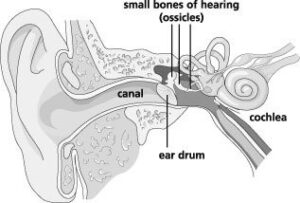 Diagram of ear