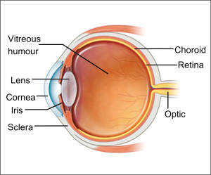 Image is the side view of the centre of the retina of an eye. Labelled with parts of the eye.