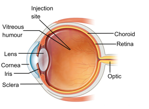 Image of the centre of the retina of an eye. Labelled with parts of the eye.