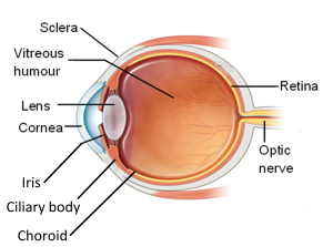 Image is a side view of the inside on an eye with labels